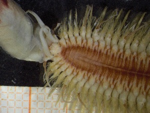  ( - ZMBN_130988)  @11 [ ] CreativeCommons - Attribution Non-Commercial Share-Alike (2019) Tom Alvestad University of Bergen, Natural History Collections