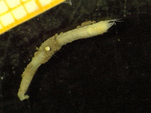  ( - ZMBN_137238)  @11 [ ] Creative Commons BY NC SA (2020) University of Bergen Natural History Collections
