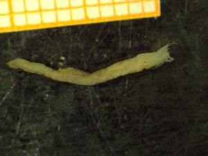  ( - ZMBN_137252)  @11 [ ] Creative Commons BY NC SA (2020) University of Bergen Natural History Collections