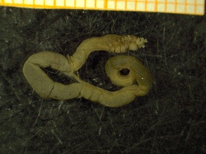  ( - ZMBN_137254)  @11 [ ] Creative Commons BY NC SA (2020) University of Bergen Natural History Collections
