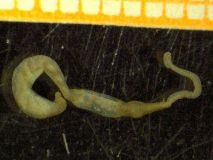  (Nephasoma lilljeborgi - ZMBN_137350)  @11 [ ] Creative Commons BY NC SA (2020) University of Bergen Natural History Collections