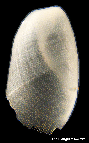  ( - MM438)  @13 [ ] CreativeCommons - Attribution Non-Commercial Share-Alike (2014) Manuel Malaquias Bergen Museum Natural History