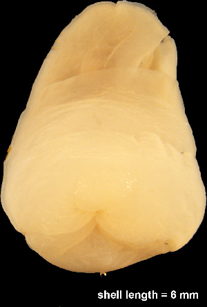  (Hermaniinae - MM439)  @13 [ ] CreativeCommons - Attribution Non-Commercial Share-Alike (2014) Manuel Malaquias Bergen Museum Natural History