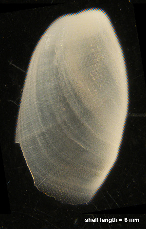  ( - MM439)  @12 [ ] CreativeCommons - Attribution Non-Commercial Share-Alike (2014) Manuel Malaquias Bergen Museum Natural History
