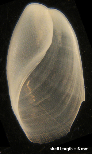  ( - MM439)  @13 [ ] CreativeCommons - Attribution Non-Commercial Share-Alike (2014) Manuel Malaquias Bergen Museum Natural History