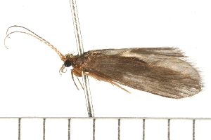  (Psychomyia flavida - 08NBEPT-0306)  @14 [ ] CreativeCommons - Attribution (2008) CBG Photography Group Centre for Biodiversity Genomics