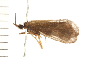  ( - 08NBEPT-0484)  @13 [ ] CreativeCommons - Attribution (2008) CBG Photography Group Centre for Biodiversity Genomics