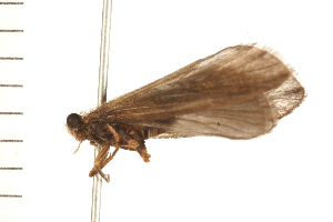  ( - 08NBEPT-0485)  @13 [ ] CreativeCommons - Attribution (2008) CBG Photography Group Centre for Biodiversity Genomics