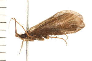  ( - 08NBEPT-0486)  @13 [ ] CreativeCommons - Attribution (2008) CBG Photography Group Centre for Biodiversity Genomics