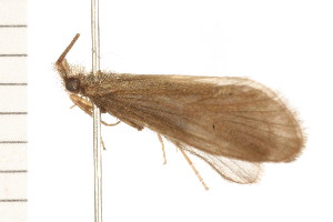  ( - 08NBEPT-0513)  @13 [ ] CreativeCommons - Attribution (2008) CBG Photography Group Centre for Biodiversity Genomics