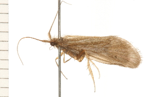  ( - 08NBEPT-0671)  @13 [ ] CreativeCommons - Attribution (2008) CBG Photography Group Centre for Biodiversity Genomics