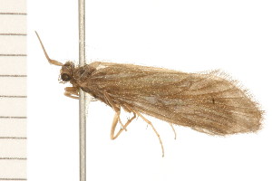  ( - 08NBEPT-0702)  @13 [ ] CreativeCommons - Attribution (2008) CBG Photography Group Centre for Biodiversity Genomics