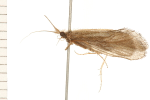  ( - 08NBEPT-0704)  @13 [ ] CreativeCommons - Attribution (2008) CBG Photography Group Centre for Biodiversity Genomics