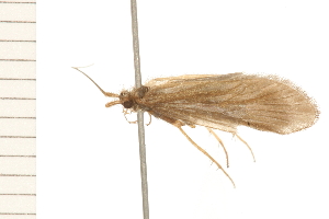  ( - 08NBEPT-0712)  @13 [ ] CreativeCommons - Attribution (2008) CBG Photography Group Centre for Biodiversity Genomics