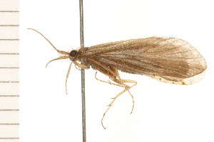  ( - 08NBEPT-0714)  @13 [ ] CreativeCommons - Attribution (2008) CBG Photography Group Centre for Biodiversity Genomics