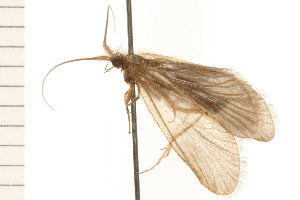  ( - 08NBEPT-0715)  @13 [ ] CreativeCommons - Attribution (2008) CBG Photography Group Centre for Biodiversity Genomics