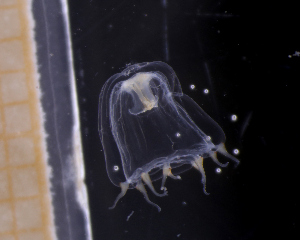  ( - HYPNO_0700)  @11 [ ] CreativeCommons - Attribution Non-Commercial Share-Alike (2018) University of Bergen Natural History Collections
