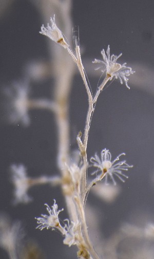  ( - NH0321)  @11 [ ] by-nc-sa (2024) Luis Martell University Museum of Bergen, Natural History Collections