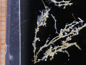  ( - NH1401)  @11 [ ] by-nc-sa (2024) Luis Martell University Museum of Bergen, Natural History Collections