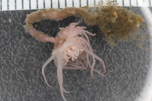  (Corymorpha groenlandica - Sletvik2016_17)  @11 [ ] CreativeCommons - Attribution Non-Commercial Share-Alike (2018) University of Bergen Natural History Collections