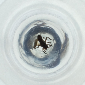  ( - NBGW_007_E10)  @11 [ ] by  Genome Research Ltd as Wellcome Sanger Institute Genome Research Limited operating as Wellcome Sanger Institute