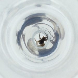  ( - NBGW_011_A11)  @11 [ ] by  Genome Research Ltd as Wellcome Sanger Institute Genome Research Limited operating as Wellcome Sanger Institute