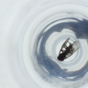  ( - NBGW_037_B6)  @11 [ ] by (2023) Wellcome Sanger Institute (Genome Research Limited) Wellcome Sanger Institute (Genome Research Limited)