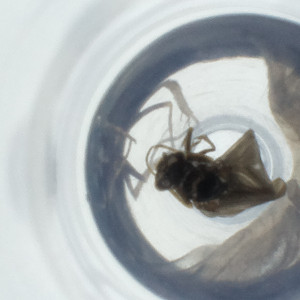  ( - NBGW_038_A7)  @11 [ ] by (2023) Wellcome Sanger Institute (Genome Research Limited) Wellcome Sanger Institute (Genome Research Limited)