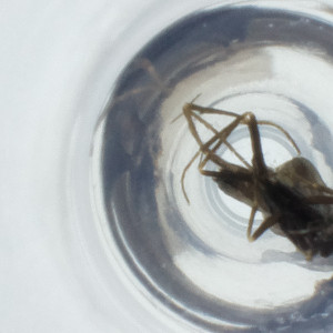  ( - NBGW_038_B11)  @11 [ ] by (2023) Wellcome Sanger Institute (Genome Research Limited) Wellcome Sanger Institute (Genome Research Limited)