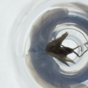  ( - NBGW_038_B7)  @11 [ ] by (2023) Wellcome Sanger Institute (Genome Research Limited) Wellcome Sanger Institute (Genome Research Limited)