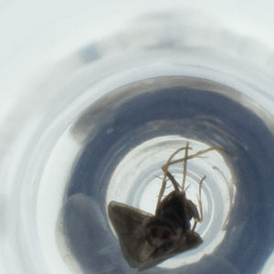  ( - NBGW_039_B8)  @11 [ ] by (2023) Wellcome Sanger Institute (Genome Research Limited) Wellcome Sanger Institute (Genome Research Limited)