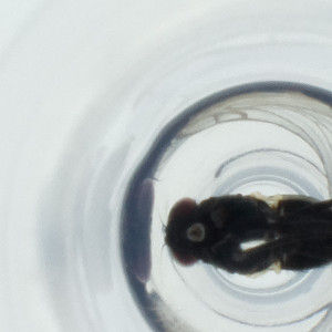  ( - NBGW_044_B8)  @11 [ ] by (2023) Wellcome Sanger Institute (Genome Research Limited) Wellcome Sanger Institute (Genome Research Limited)