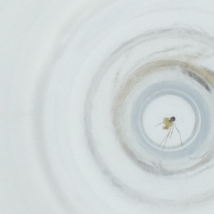  (CecidIntGen - NBGW_046_G9)  @11 [ ] by (2023) Wellcome Sanger Institute (Genome Research Limited) Wellcome Sanger Institute (Genome Research Limited)