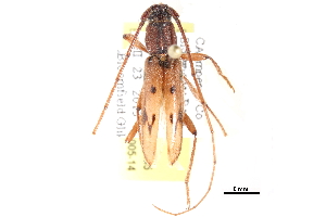  (Achryson surinamum - BIOUG12544-A05)  @13 [ ] CreativeCommons - Attribution (2014) CBG Photography Group Centre for Biodiversity Genomics