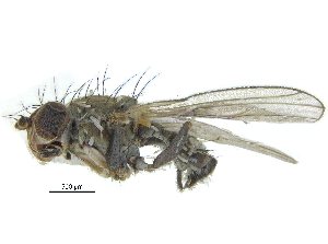  (Pelomyia occidentalis - BIOUG24833-G06)  @14 [ ] CreativeCommons - Attribution (2015) CBG Photography Group Centre for Biodiversity Genomics