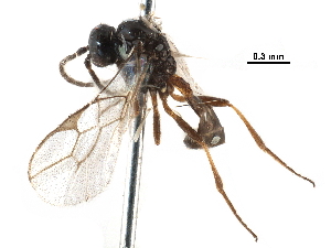  (Ephedrus californicus - BIOUG27740-E03)  @14 [ ] CreativeCommons - Attribution (2017) CBG Photography Group Centre for Biodiversity Genomics