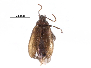  ( - CCDB-28227-E12)  @13 [ ] CreativeCommons - Attribution (2017) CBG Photography Group Centre for Biodiversity Genomics