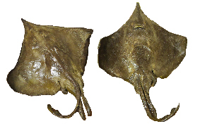  ( - ZMUB Fish_19781)  @11 [ ] CreativeCommons - Attribution Non-Commercial Share-Alike (2016) University of Bergen Natural History Collections