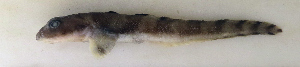  (Lycodes vahlii - ZMUB Fish_22805)  @11 [ ] CreativeCommons - Attribution Non-Commercial Share-Alike (2016) University of Bergen Natural History Collections