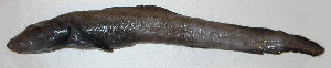  ( - ZMUB Fish_19694)  @11 [ ] CreativeCommons - Attribution Non-Commercial Share-Alike (2016) University of Bergen Natural History Collections