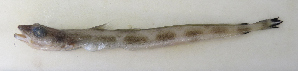  ( - ZMUB Fish_23185)  @11 [ ] CreativeCommons - Attribution Non-Commercial Share-Alike (2016) University of Bergen Natural History Collections