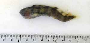  ( - ZMUB Fish_22761)  @14 [ ] CreativeCommons - Attribution Non-Commercial Share-Alike (2015) UoB, Norway University of Bergen, Natural History Collections