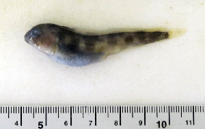  ( - ZMUB Fish_22762)  @12 [ ] CreativeCommons - Attribution Non-Commercial Share-Alike (2015) UoB, Norway University of Bergen, Natural History Collections