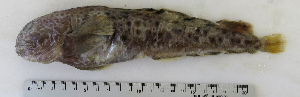  ( - ZMUB Fish_22821)  @13 [ ] CreativeCommons - Attribution Non-Commercial Share-Alike (2015) UoB, Norway University of Bergen, Natural History Collections
