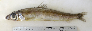  ( - ZMUB Fish_22776)  @12 [ ] CreativeCommons - Attribution Non-Commercial Share-Alike (2015) UoB, Norway University of Bergen, Natural History Collections
