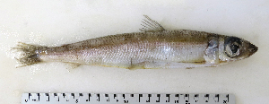  ( - ZMUB Fish_22777)  @12 [ ] CreativeCommons - Attribution Non-Commercial Share-Alike (2015) UoB, Norway University of Bergen, Natural History Collections