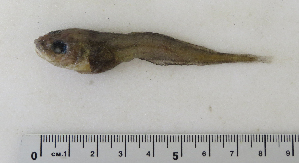  ( - ZMUB Fish_22794)  @12 [ ] CreativeCommons - Attribution Non-Commercial Share-Alike (2015) UoB, Norway University of Bergen, Natural History Collections