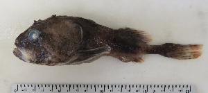  ( - ZMUB Fish_22791)  @11 [ ] CreativeCommons - Attribution Non-Commercial Share-Alike (2015) UoB, Norway University of Bergen, Natural History Collections