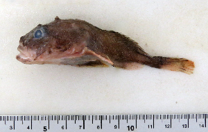 ( - ZMUB Fish_22793)  @11 [ ] CreativeCommons - Attribution Non-Commercial Share-Alike (2015) UoB, Norway University of Bergen, Natural History Collections
