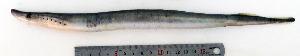  ( - ZMUB Fish_22646)  @13 [ ] CreativeCommons - Attribution Non-Commercial Share-Alike (2015) UoB, Norway University of Bergen, Natural History Collections